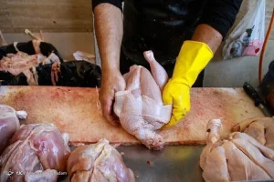 مشکلات صنعت طیور با هوشمندسازی زنجیره تامین و تولید مرتفع می شود