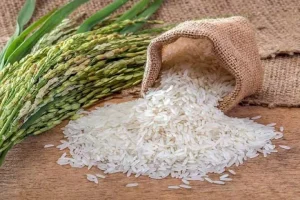 سالانه ۳ میلیون و ۲۰۰ هزار تن برنج در کشور مصرف می‌شود