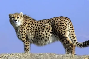 از هلیا و ۵ توله‌اش چه خبر؟