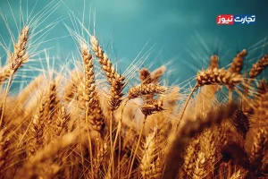 ویدئو | ترجیح نقد دلالان به وعده‌های دولت؛ جاده یک‌طرفه خرید تضمینی گندم به کجا می‌رود؟