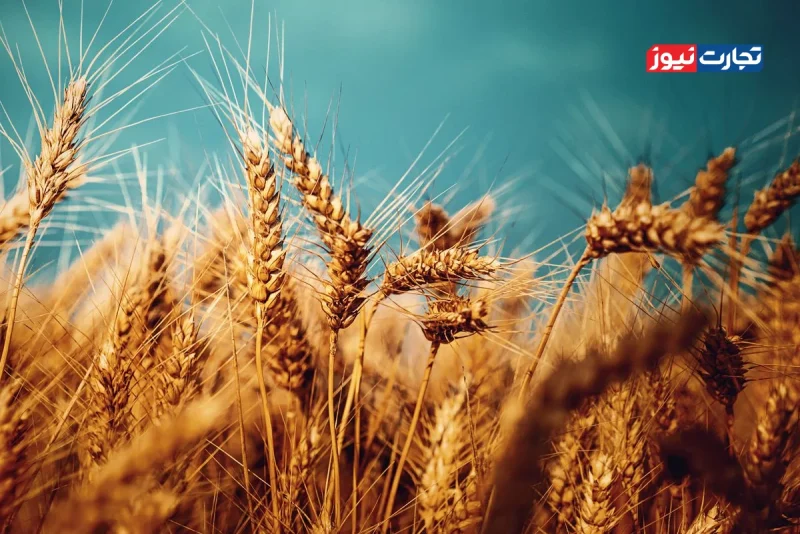 خرید تضمینی گندم