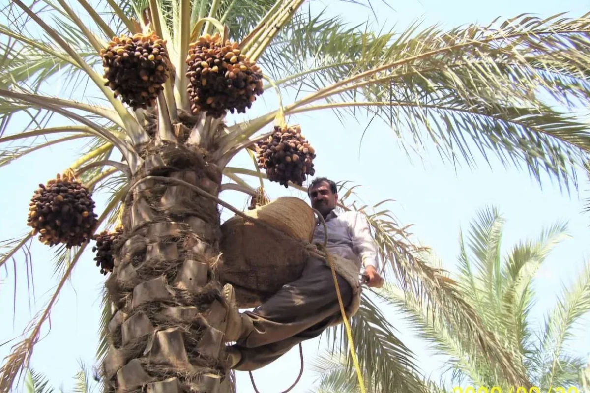 پنج محصول باغی از جمله خرما از پرداخت عوارض صادراتی معاف شدند