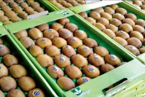 برنامه‌ریزی برای نظارت دقیق بر صادرات مرکبات و کیوی مازندران