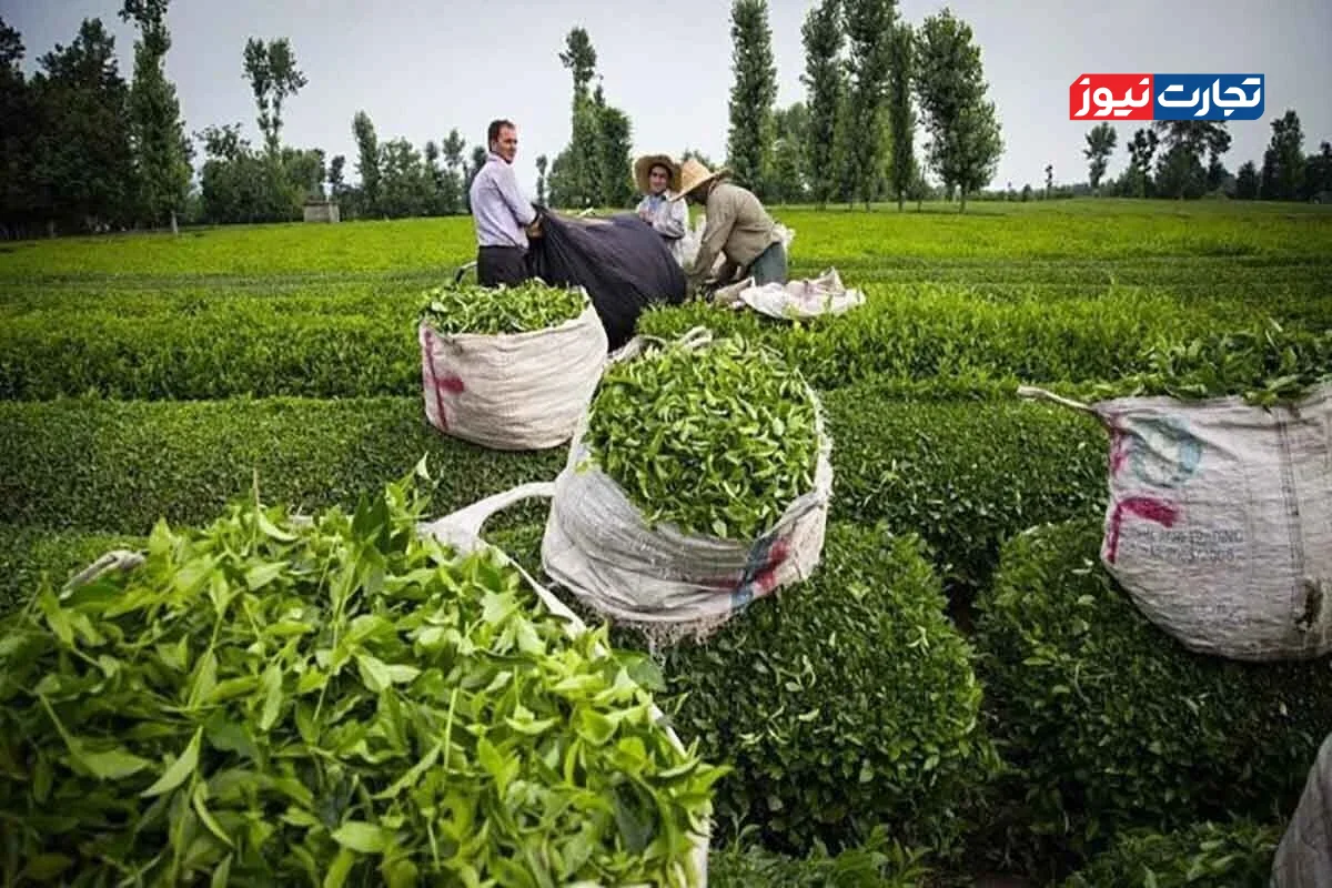 چای ایرانی از نرخ ارز تبعیت نمی‌کند / قیمت چای بسته به نوع و کیفیت از ۱۸۰ هزار تومان تا ۸۰۰ هزار تومان متغیر است
