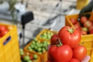 اعمال محدودیت‌های صادراتی برای گوجه‌فرنگی رد شد
