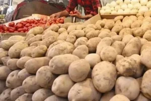 سیب زمینی ارزان راهی بازار می‌شود