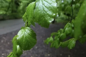 بارش پراکنده در سواحل دریای خزر/ وزش باد شدید در غرب کشور