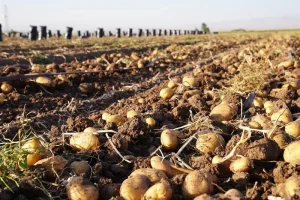 خودکفایی سیب زمینی حفظ می‌شود