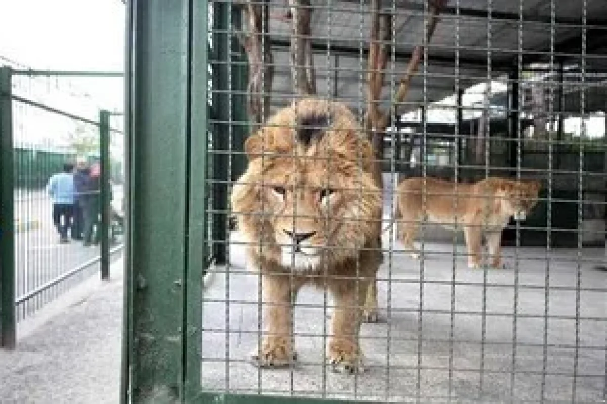 حیوانات باغ وحش دزفول به سرقت رسیدند