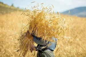 بلاتکلیفی نرخ خرید تضمینی گندم با گذشت یک ماه از آغاز کشت