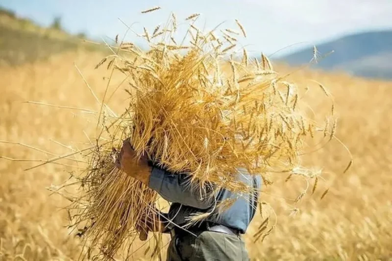 بلاتکلیفی نرخ خرید تضمینی گندم با گذشت یک ماه از آغاز کشت