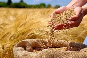 قیمت گذاری دستوری محصولات اساسی معنایی ندارد