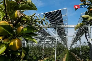 کشاورزی و انرژی خورشیدی؛ آیا پنل‌های خورشیدی می‌توانند بدون نابودی زمین‌های زراعی برق تولید کنند؟ + عکس